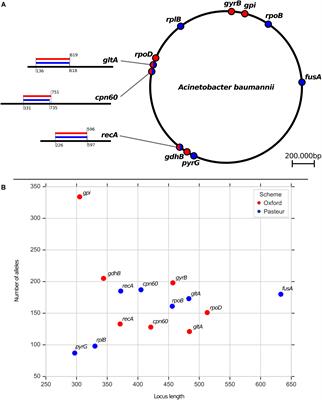 Comparative Analysis of the Two Acinetobacter baumannii Multilocus Sequence Typing (MLST) Schemes